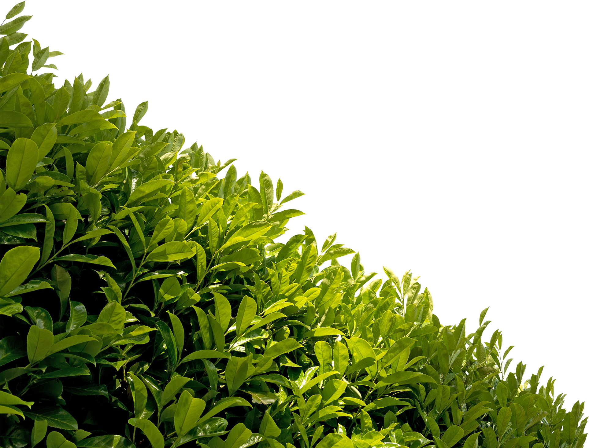 Close up of green leaves of a hedge isolated on white background